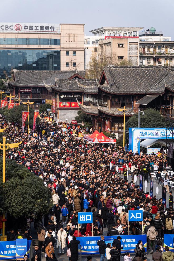 鸡王争霸再凶的鸡来了温江也只有凉拌(图8)