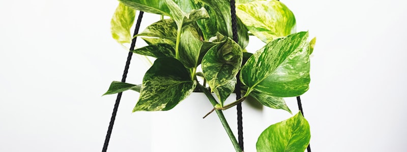 世界杯决赛直播画面，球场全景，观众座无虚席